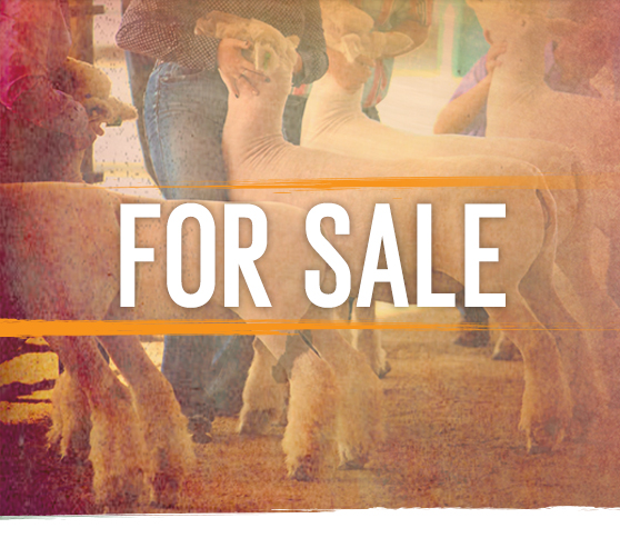 For Sale