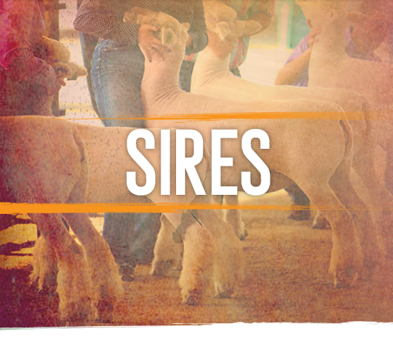 Sires